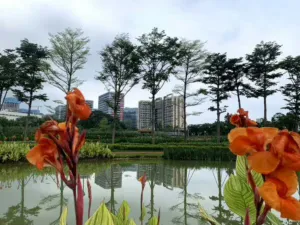 龙岗布吉上水径地铁口零距离,万科拆迁房 5 164300j1zibc122oak42kb