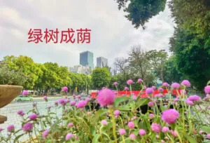 深圳福田唯一在售小产权福田美庐,福田中心位置 6 180655toztlklgjzreq2nx